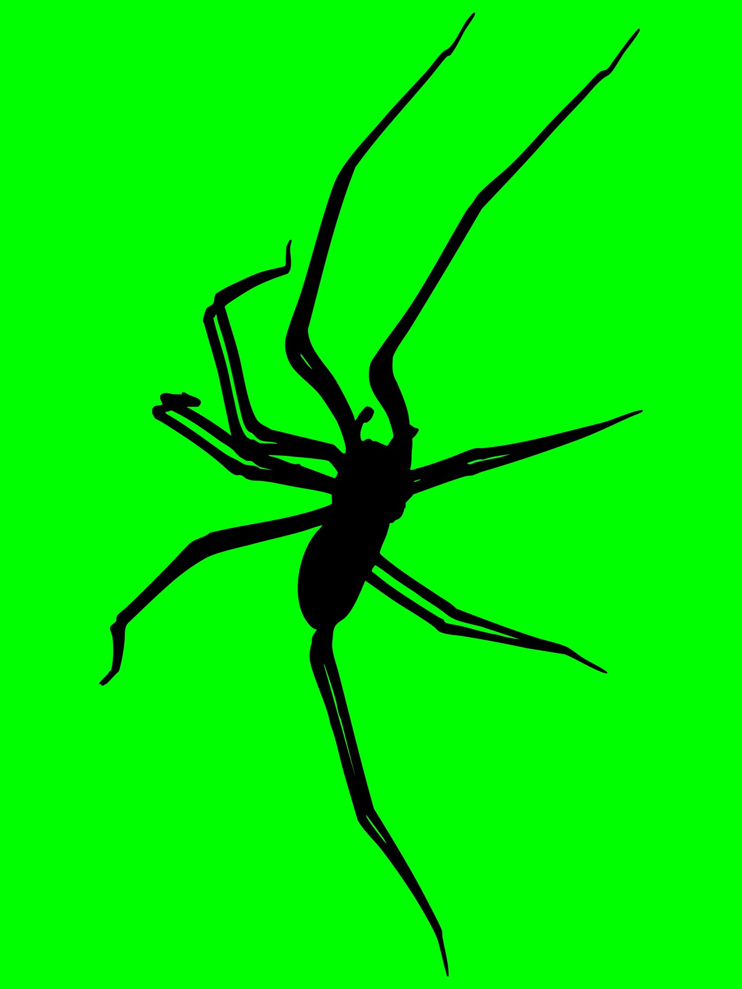 HOUSE SPIDER