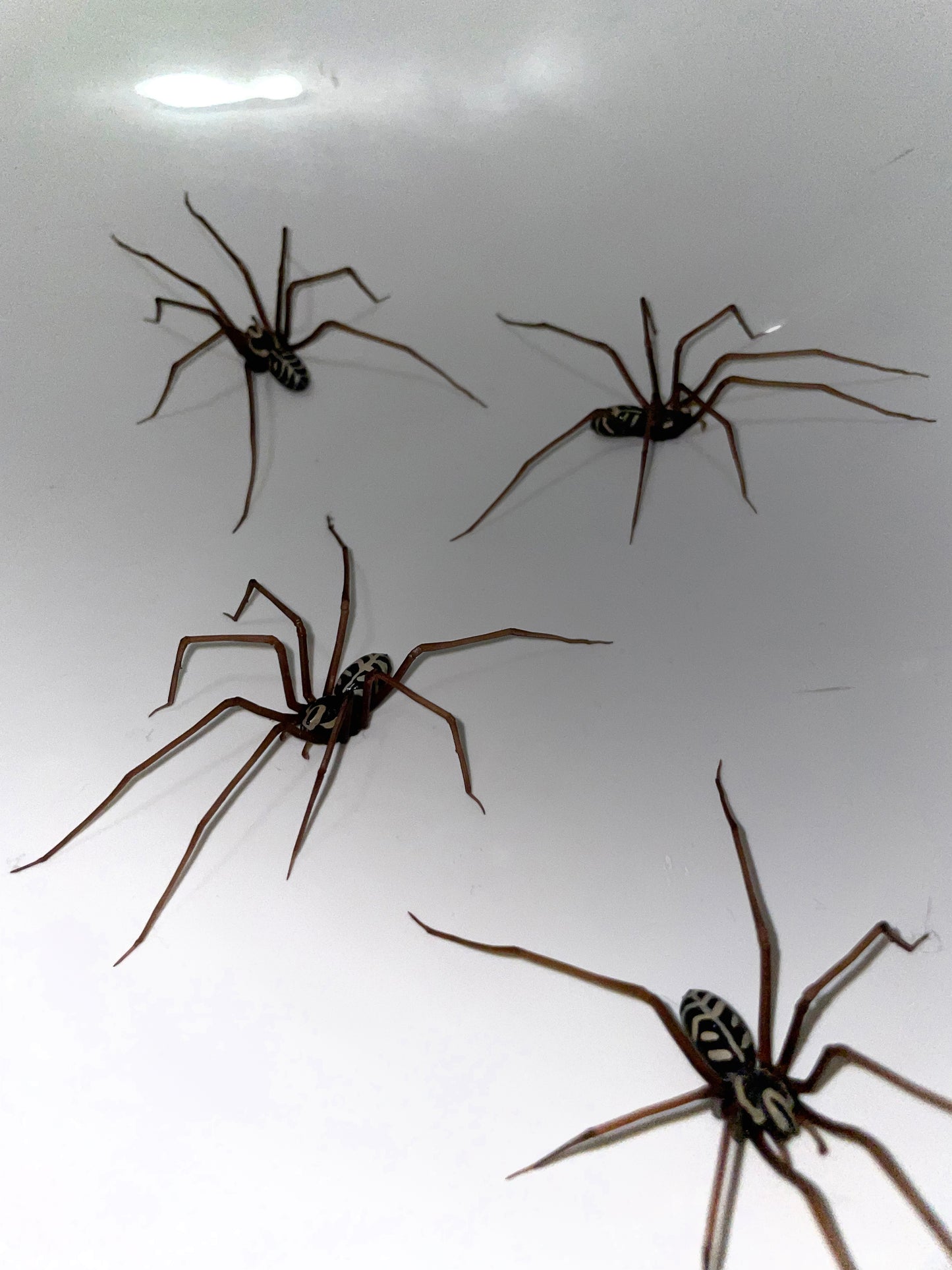 Plastik Spinne als Ohrring (ORIGINAL!) | Realistische Hauswinkelspinne | 1 Stk