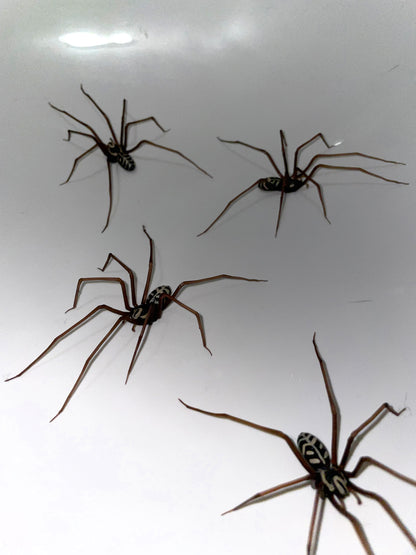 Plastik Spinne als Ohrring (ORIGINAL!) | Realistische Hauswinkelspinne | 1 Stk