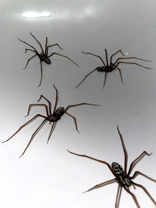 Realistic Brown Giant House Spider Earring