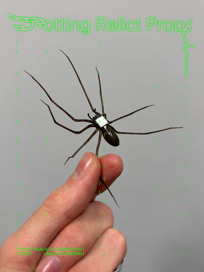 Sticky Realistic Brown Giant House Spider Prop