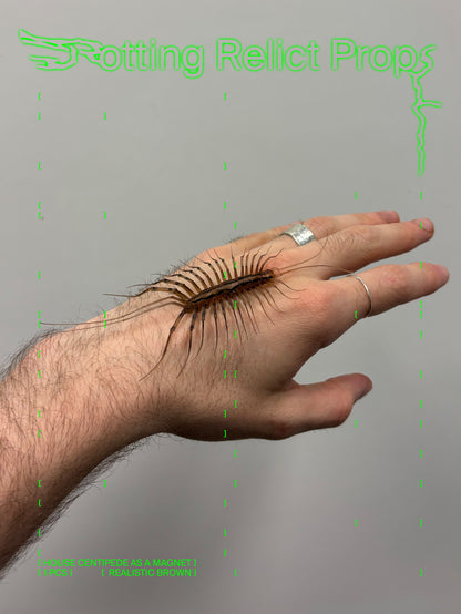 Realistic House Centipede Magnet