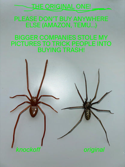 Realistic Brown Giant House Spider Prop