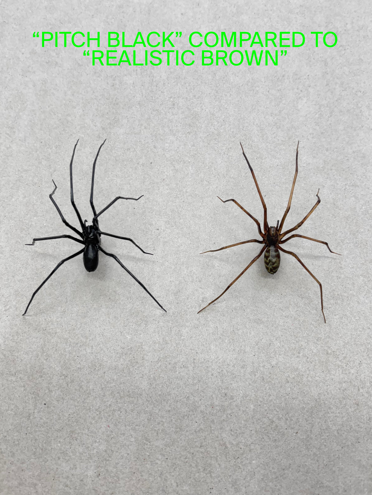 Pitch Black Giant House Spider Earring