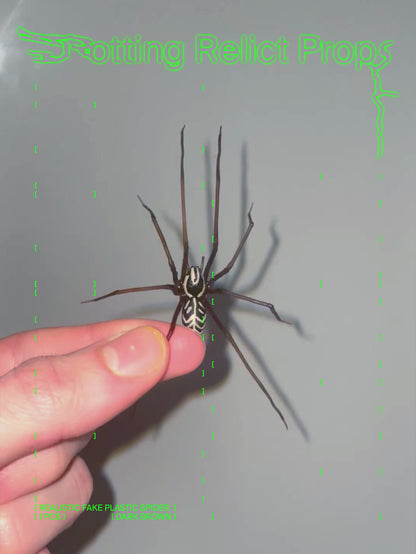 Realistic Brown Giant House Spider Prop