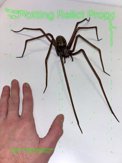 Realistic Brown Monster House Spider Prop